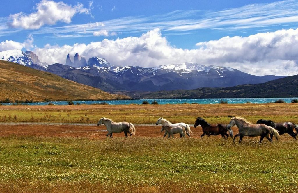 wild-horses-patagonia-torres-del-paine Group of wild horses galloping across a vibrant green meadow in Patagonia, with a serene turquoise lake in the background and the iconic snow-capped peaks of Torres del Paine rising under a bright blue sky. The image captures the untamed beauty and dynamic landscapes of the Patagonian wilderness.